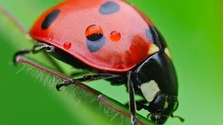 How to Make a Ladybug Out of Fabric - HogarTv by Juan Gonzalo Angel