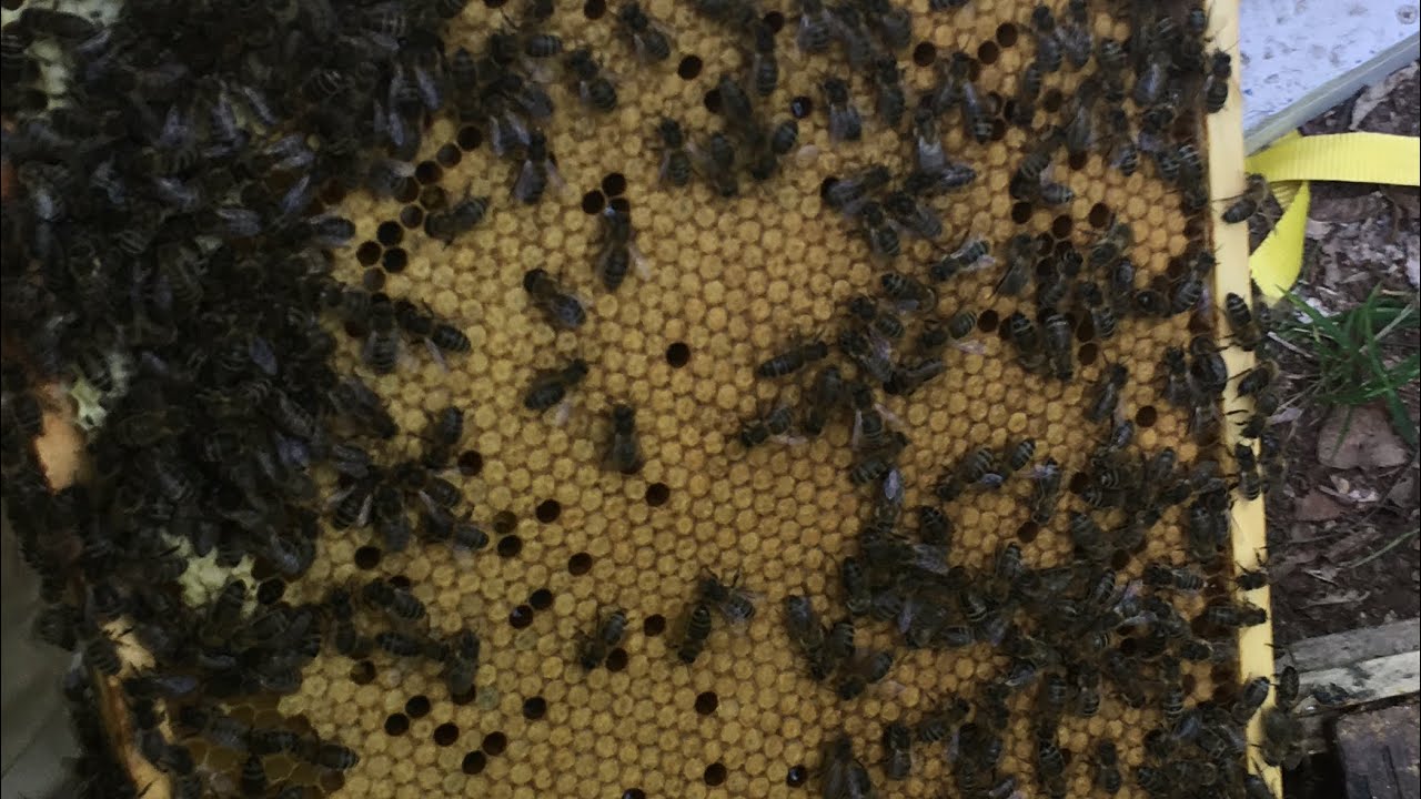 Jak się rozwijają roje, i pierwsze szkolenie z łapania rojów