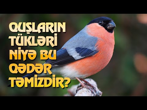 Video: Niyə Quşların Tükünə Ehtiyac Var?