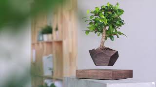 Levitating planter AIRPLANT