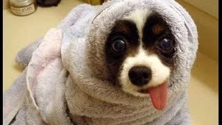 ЛУЧШИЕ ютуб видео приколы с животными 2015 #1 // Funny Animal Videos ЛУЧШИЕ ютуб видео приколы с животными 2015 #1 // Funny Animal Videos