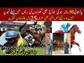 Exclusive First Look at jockey || Jockey Hacks That Everyone Should Know | Truth About jockey |horse