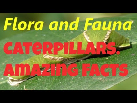 Flora and Fauna. 10 Amazing Facts About Caterpillars. Ecotourism & Biodiversity. Natural Attractions