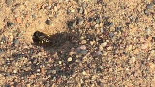 Bee Digs Hole For Itself