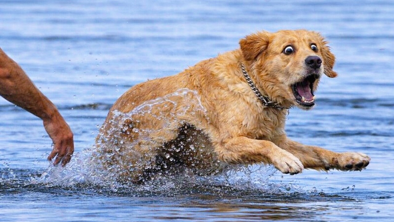 The Funniest Dramatic Animal Reactions 😂 Funny Dog & Cat Moments 🐾 ...