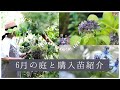 【夏のガーデニング】6月の庭と購入苗紹介|6月の庭ログ|癒しのビオトープ|梅雨入り前の切り戻し|