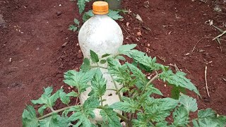 How to grow tomatoes organically.