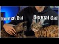 Kitten Review: Bengal Cat V.S House Cat の動画、YouTube動画。