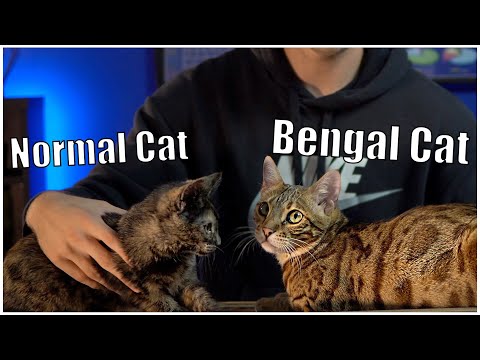 Vídeo: Bengal House Cat Cat Race Hipoal·lèrgic, De Salut I De Vida