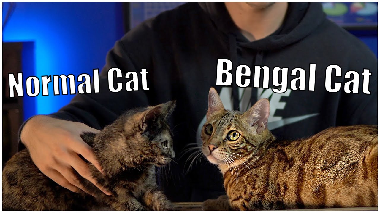 Bengal Cat Size Compared To Domestic Cat