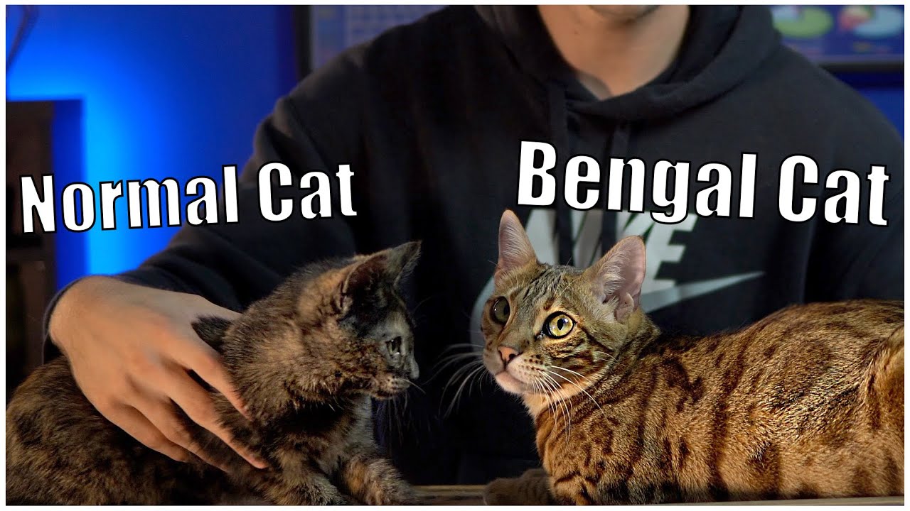 bengal cat compared normal cat