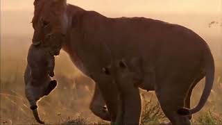 Thank Youdidohappysad Edit