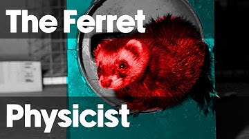 That time physicists used a diaper wearing ferret to repair a particle accelerator