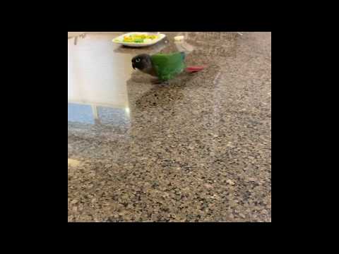 Mojo the Green Cheek Conure doesn’t like being told no!