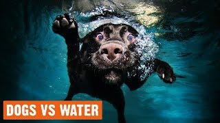 Funny Dogs Vs Water Compilation by I Love My Dog 129 views 5 years ago 4 minutes, 59 seconds