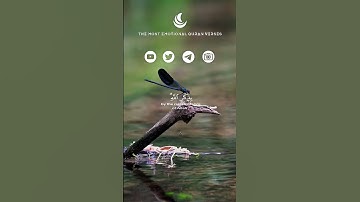 تلاوة هادئة ومؤثرة بصوت الشيخ #ياسر_الدوسري  ارح سمعك✨🌙 #quran #allah #islam #muslim