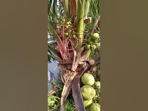 THIS MACAPUNO TREE BEARS PLENTY OF FRUITS - YouTube