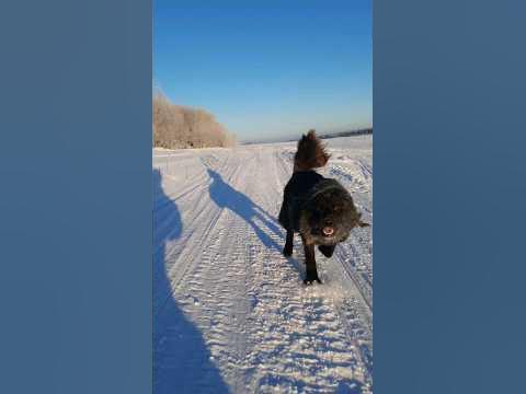 конь - собака 🐶 - YouTube