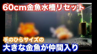 【金魚水槽】大きな金魚が仲間入り。60cm金魚水槽リセットしました。