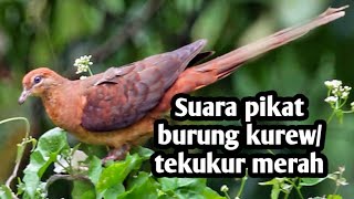 Suara pikat burung kurew/tekukur merah mp3