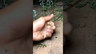 🐸 The Frog That Disappeared! Amazing Catch Fail