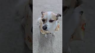 고장난 강아지 #귀농생활 #애띤 #farming #강아지 #귀농 #귀농귀촌 #귀농브이로그 #puppy