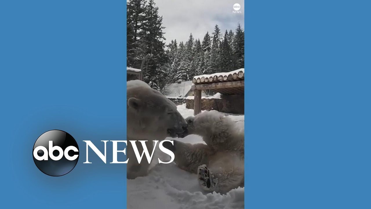 Polar bears frolic in the snow at the Oregon Zoo