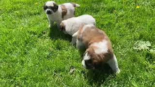 Saint Bernewfie Puppies St Bernard Newfoundland pups