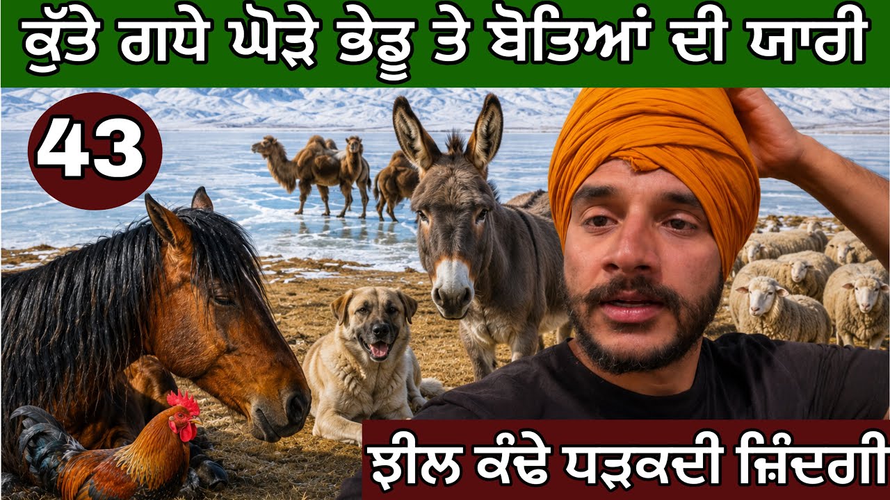 ⁣ਕੁੱਤੇ ਬਿੱਲਿਆਂ ਘੋੜਿਆਂ ਦੀ ਯਾਰੀ । ਝੀਲ ਕੰਢੇ ਧੜਕਦੀ ਜ਼ਿੰਦਗੀ। son kul lake