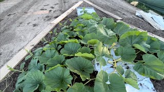 Giant Pumpkin Update (5-29-24)