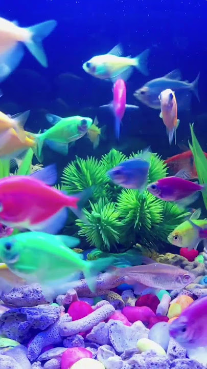 ikan hias aquarium yang cantik #aquarium #glofish #fish #shots #