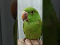 My❤️#sweetu #parrot #nonstoptalkingparrot #parrotlover #parrotlovers #parrotlife #parrotvideo