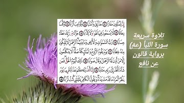 سورة النبأ برواية قالون تلاوة سريعة