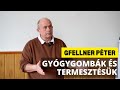 Gfellner pter gygygombk s termesztsk