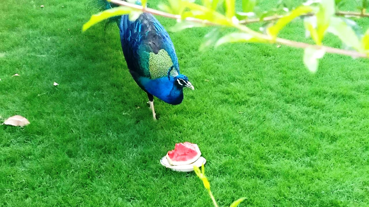 peacock canari melon peacock canari melon