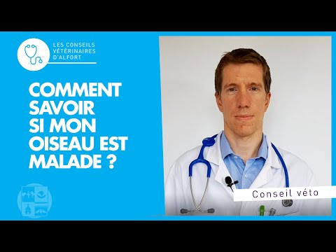 Vidéo: Est-ce la pie mâle ou femelle qui fond ?