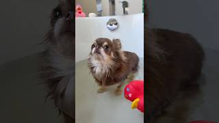 Chihuahua Bath Zoomies Adorable