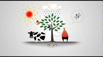 Vitaverde - Animation about synergy @IGBC Belgrade