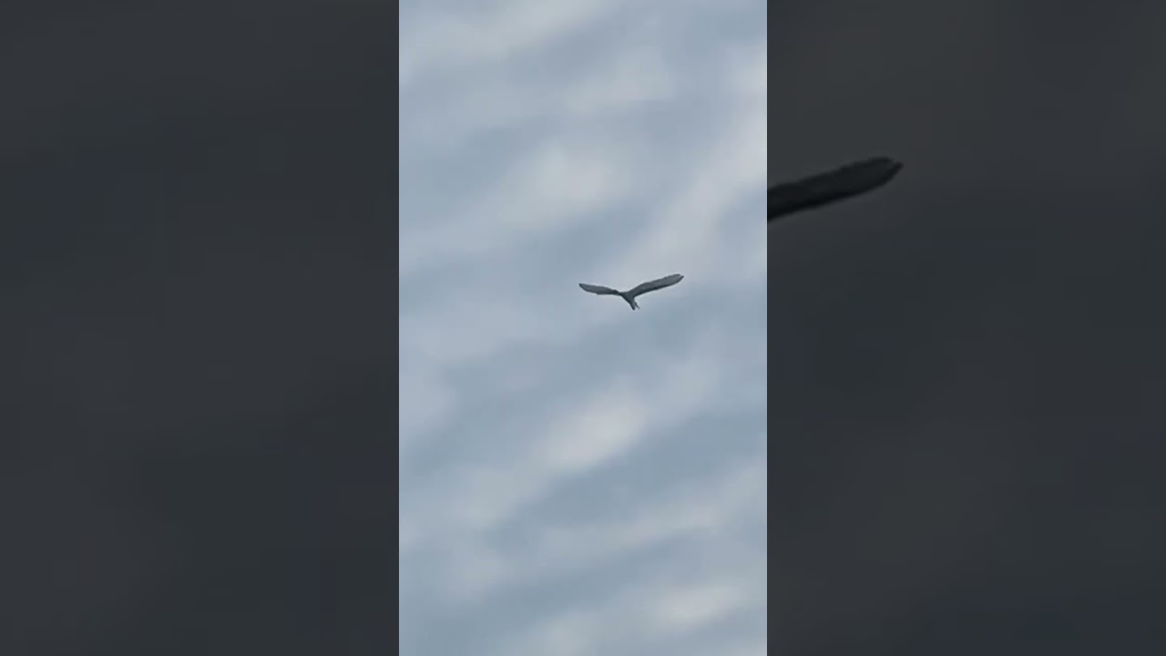 Great egret flying high 