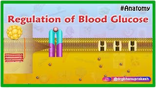 Regulation of Blood Glucose Animation