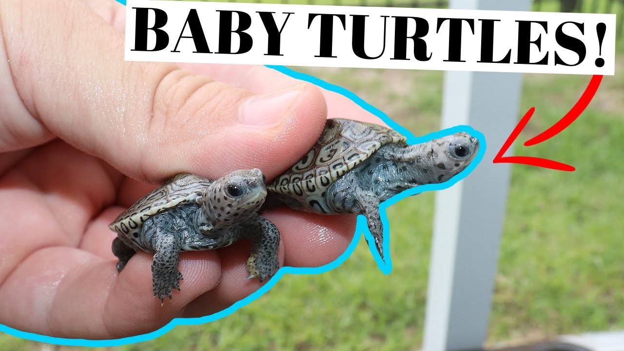 TINY TURTLE: This baby - Missouri Dept. of Conservation