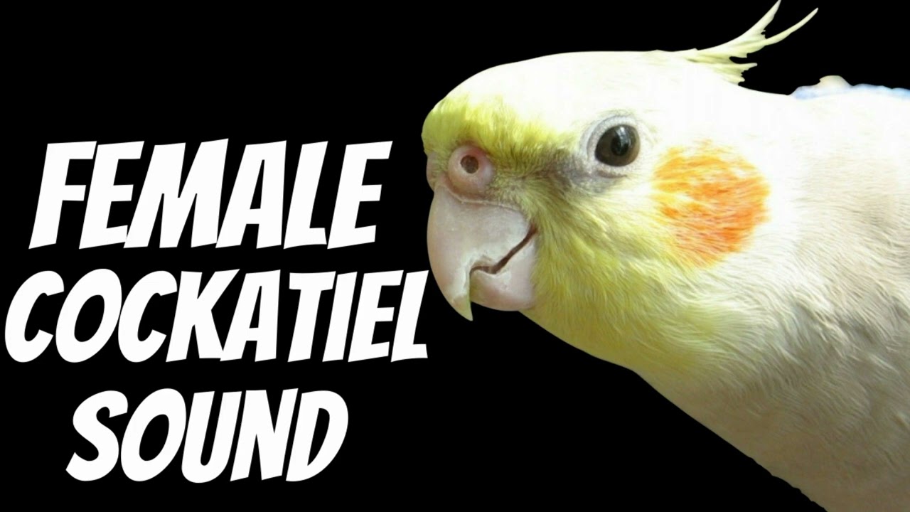 Female Cockatiel Sound, Cockatiel Singing and Chirping YouTube