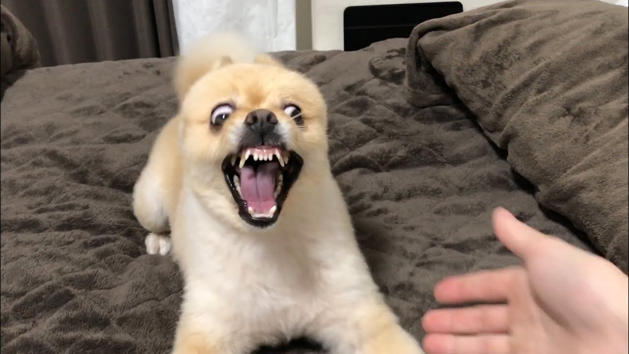 怒ったぽめらにあん ポメラニアンの怒りが爆発するとこうなります… - YouTube