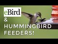 HOW to use eBird to figure out WHEN to take your hummingbird feeders down in the fall!