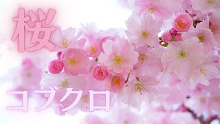 桜/コブクロ