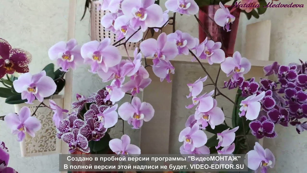 Цветение Фаленопсиса Шиллера лат. Phalaenopsis schilleriana апрель 2021!
