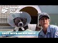 Emergency surgery dog with serious eye injury  full episode  animal pet rescues