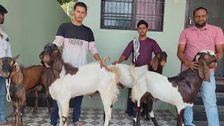 Siddiqui goat farm Ambad contact 97880 37777 #goat #goatfarm #siddiquigoatfarm