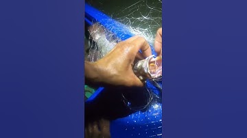 #nghemuusinh #rungngapman #queocangio thả lưới cá chẽm rừng cần giờ