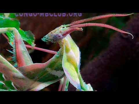 Mantis `Devil Flower | MMantiz